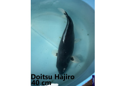 Koï Japon Doitsu Hajiro 35-40 cm  Elevage France - Vosges 1