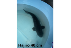 Koï Japon Hajiro 35-40 cm  Elevage France - Vosges 1