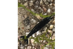 Neocaridina davidi blue velvet 1 Crevette bleu foncé 35ème Méridien Vosges