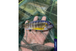 Labeotropheus fuellborni Katale 1 Cichlides Africains du lac Malawi herbivore 35ème Méridien