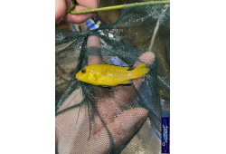 Labidochromis caeruleus Kakusa 1 Cichlides Africains du lac Malawi insectivore 35ème Méridien