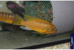 Metriaclima zebra Lion's cove avec femelle OB 1 Cichlides Africains du lac Malawi Mbuna herbivore 35ème Méridien Vosges