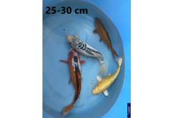 Koï Japon mix 25-30 cm Elevage France - Vosges 1