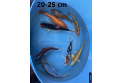 Koï Japon mix 20-25 cm Elevage France - Vosges
