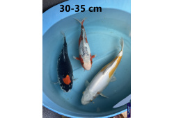 Koï Japon mix 30-35 cm Elevage France - Vosges 1