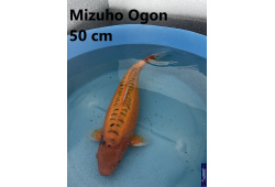 Koï Japon Mizuho Ogon 50 cm  Elevage France - Vosges 1