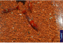 neocaridina heteropoda rilli