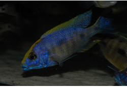 otopharynxlithobateszimbawerockmale