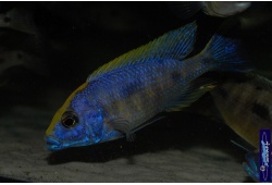 otopharynxlithobateszimbawerockmale 1312349798