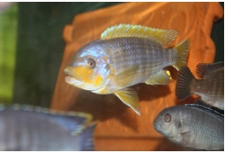 petrotilapiaspretrognathouschizumulumale