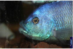Placidochromis milomo 1 Cichlides Africains du lac Malawi Piscivore insectivore 35ème Méridien 