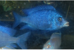 placidochromisphenochilusmdokamale