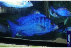 placidophenomdoka 117609062