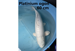 Koï Japon Platinium ogon 60 cm  Elevage France - Vosges