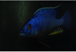 protomelasspmenjitchiklipsmale