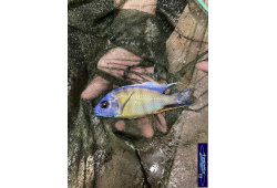 Protomelas sp.steveni taiwan Taiwan reef 1 Cichlides Africains du lac Malawi Haplochromis insectivore 35ème Méridien Vosges