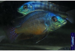 Protomelas taeniolatus Namalenge island 1 Cichlides Africains du lac Malawi insectivore 35ème Méridien