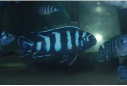 pseudotropheusdemasonipomborockmale