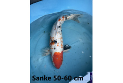 Koï Japon Sanke 50-60 cm Elevage France - Vosges 