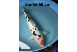 Koï Japon Sanke 60 cm  Elevage France - Vosges