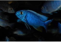 sciaenochromisfryerimalerimale