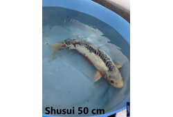 Koï Japon Shusui 50 cm  Elevage France - Vosges 1