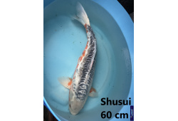 Koï Japon Shusui 60 cm  Elevage France - Vosges