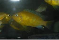 tropheopsmacrophtalmusminosreefmale