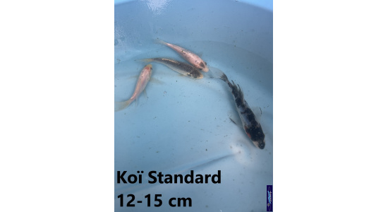 Koï Standard Japon mix 12-15 cm Tosaî Elevage France - Vosges 5