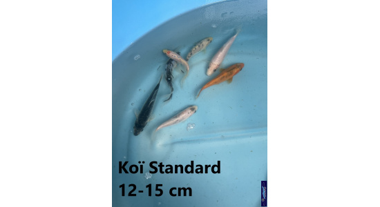 Koï Standard Japon mix 12-15 cm Tosaî Elevage France - Vosges 1