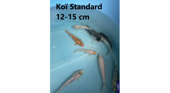 Koï Standard Japon mix 12-15 cm Tosaî Elevage France - Vosges 2