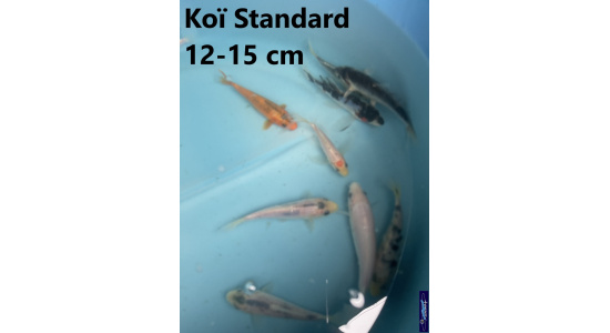 Koï Standard Japon mix 12-15 cm Tosaî Elevage France - Vosges 4