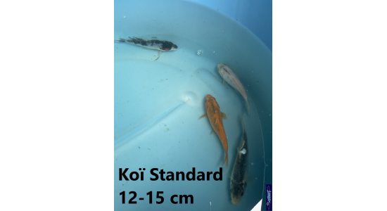 Koï Standard Japon mix 12-15 cm Tosaî Elevage France - Vosges 3