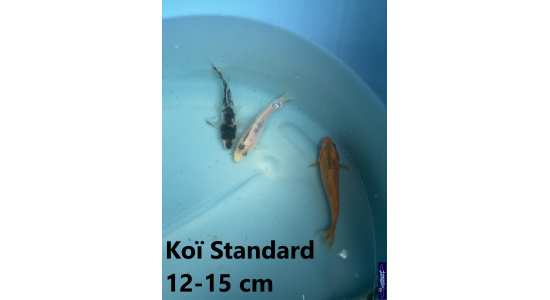 Koï Standard Japon mix 12-15 cm Tosaî Elevage France - Vosges 6
