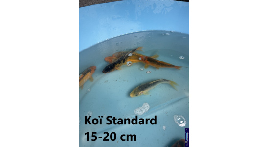 Koï Standard Japon mix 15-20 cm Tosaî Elevage France - Vosges 2