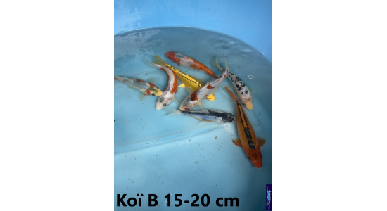 Koï B Japon mix 15-20 cm Tosaî Elevage France - Vosges 9