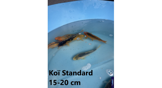 Koï Standard Japon mix 15-20 cm Tosaî Elevage France - Vosges 1