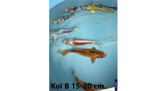 Koï B Japon mix 15-20 cm Tosaî Elevage France - Vosges 4