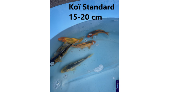 Koï Standard Japon mix 15-20 cm Tosaî Elevage France - Vosges 3