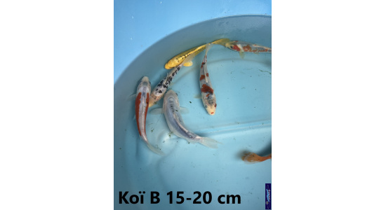Koï B Japon mix 15-20 cm Tosaî Elevage France - Vosges 8