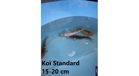 Koï Standard Japon mix 15-20 cm Tosaî Elevage France - Vosges 4