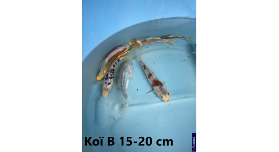 Koï B Japon mix 15-20 cm Tosaî Elevage France - Vosges 1