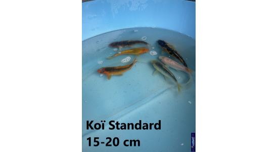 Koï Standard Japon mix 15-20 cm Tosaî Elevage France - Vosges 5