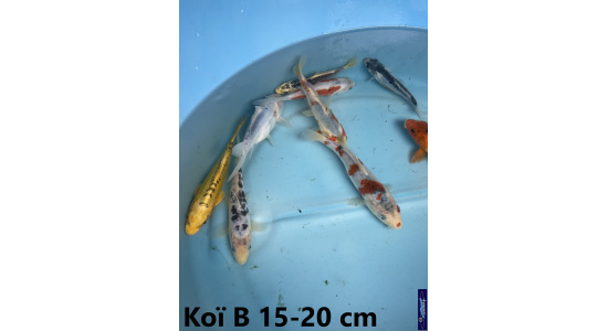 Koï B Japon mix 15-20 cm Tosaî Elevage France - Vosges 5