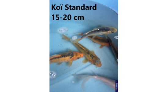 Koï Standard Japon mix 15-20 cm Tosaî Elevage France - Vosges 6