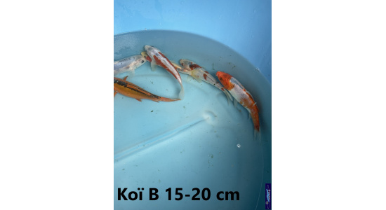 Koï B Japon mix 15-20 cm Tosaî Elevage France - Vosges 6