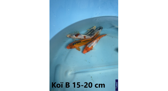 Koï B Japon mix 15-20 cm Tosaî Elevage France - Vosges 3