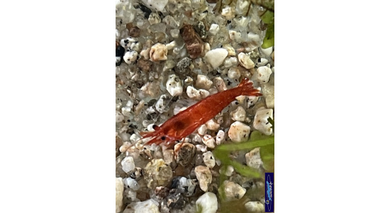 Neocaridina davidi bloodi Mary 1 Crevette rouge vif 35ème Méridien Vosges