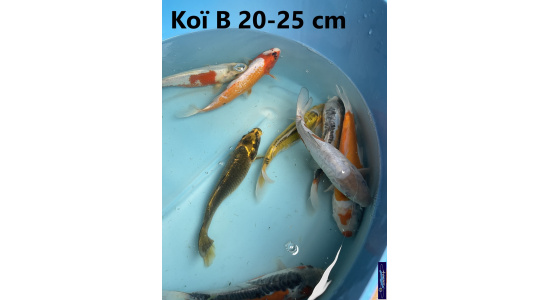 Koï B Japon mix 15-20 cm Tosaî Elevage France - Vosges 7