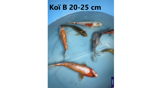 Koï B Japon mix 15-20 cm Tosaî Elevage France - Vosges 5